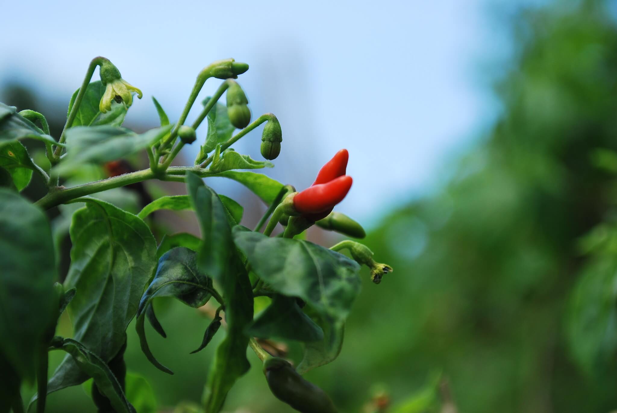 Capsicum annuum cv. 'Chilpaya'